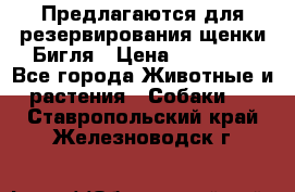 Предлагаются для резервирования щенки Бигля › Цена ­ 40 000 - Все города Животные и растения » Собаки   . Ставропольский край,Железноводск г.